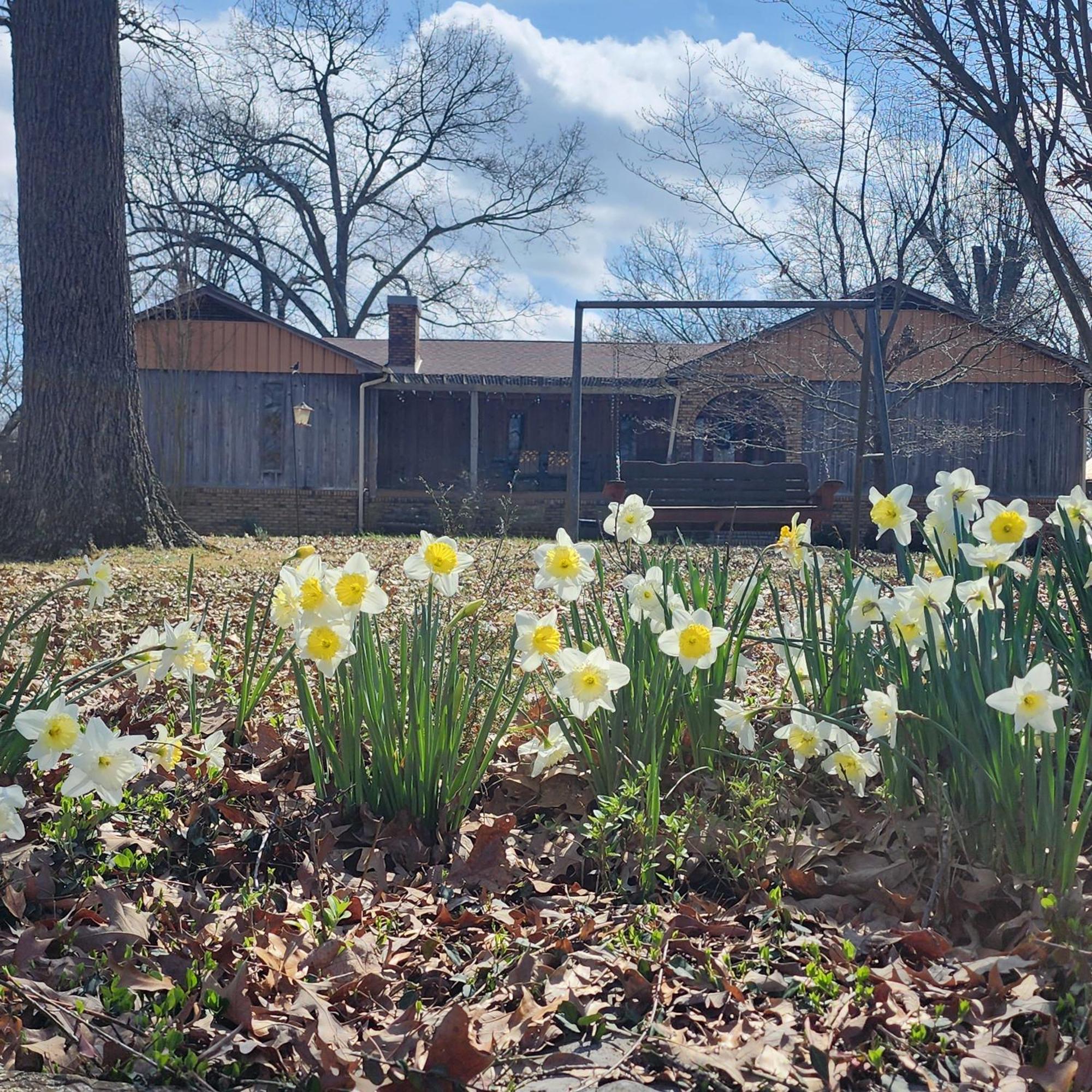 Sisters On Sycamore B&B Russellville Экстерьер фото