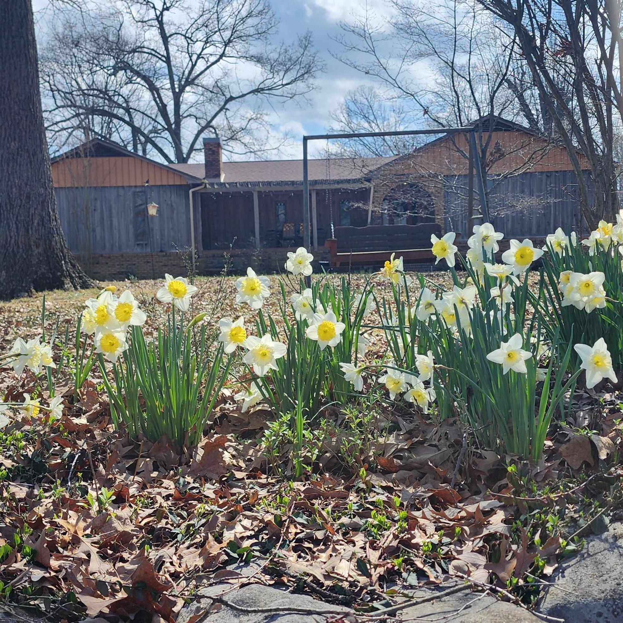 Sisters On Sycamore B&B Russellville Экстерьер фото